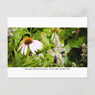 Kanapaha Gardens - Gainesville 013 Postkarte