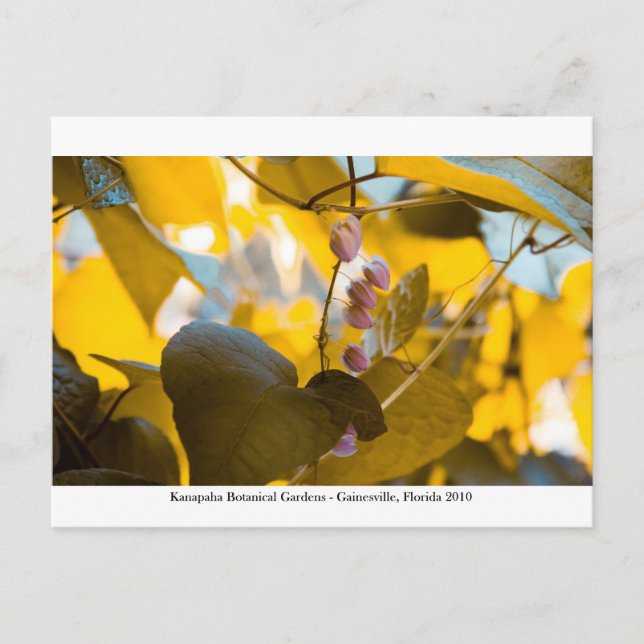 Kanapaha Gardens - Gainesville 015 Postkarte (Vorderseite)