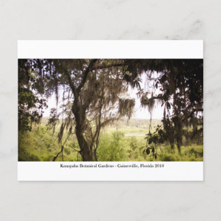 Kanapaha Gardens - Gainesville 2009 Postkarte