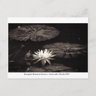 Kanapaha Gardens - Gainesville 20 Postkarte