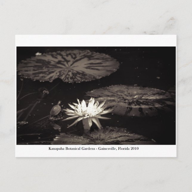 Kanapaha Gardens - Gainesville 20 Postkarte (Vorderseite)