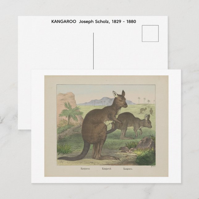 KANAROO  Joseph Scholz, 1829 - 1880   Postkarte (Vorne/Hinten)