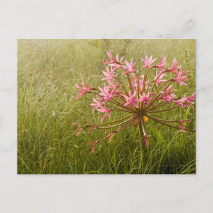 Kandelaber-Blume (Brunsvigia Radulosa) Postkarte