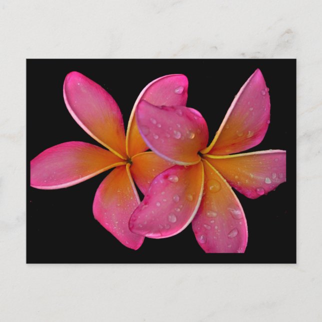 Kaneohe Sunburst Plumeria Postcard Postkarte (Vorderseite)
