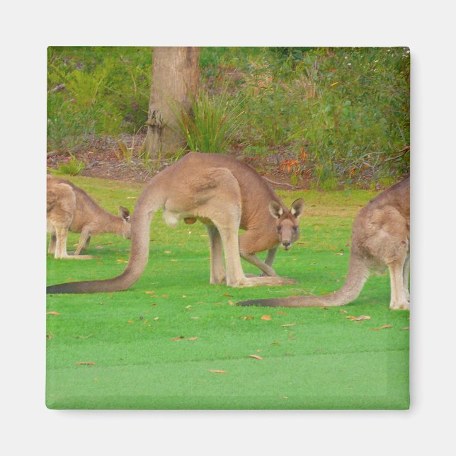 Kanga Magnet (Vorne)