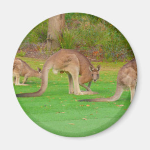 Kanga Magnet