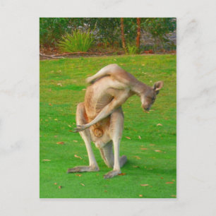 Kanga Postkarte