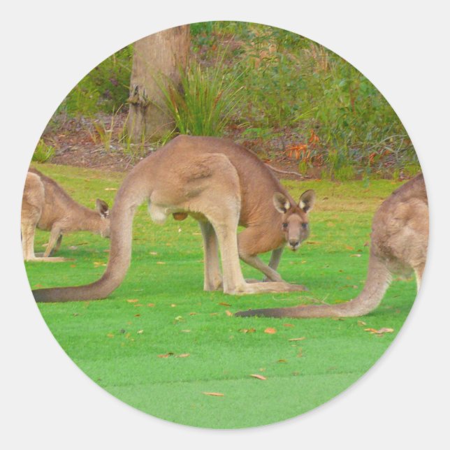 Kanga Runder Aufkleber (Vorderseite)