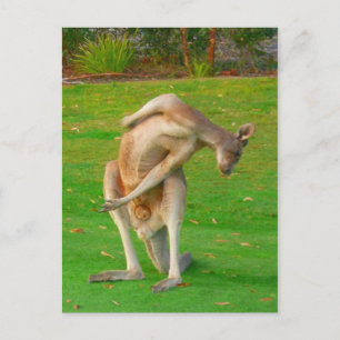 Kanga-Stretch Postkarte