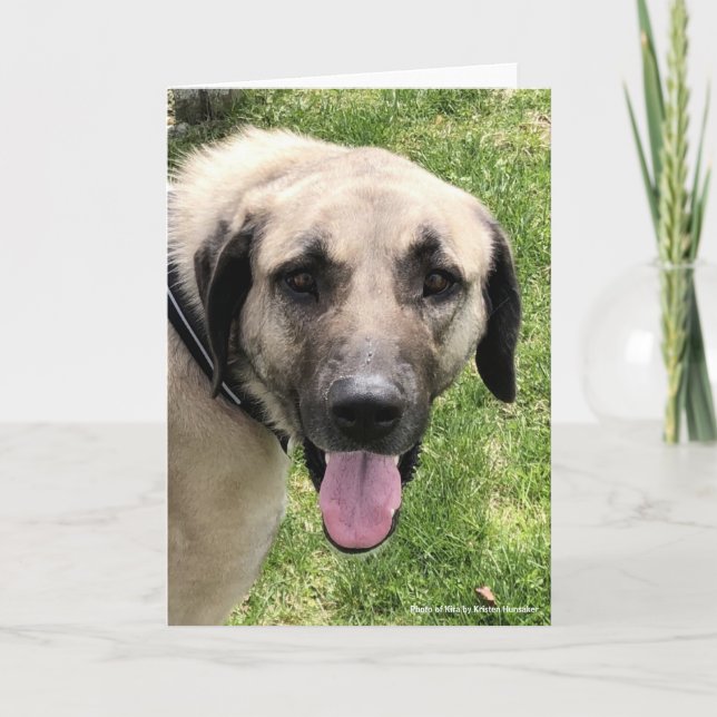 Kangal Dog Grußkarte Karte (Vorderseite)