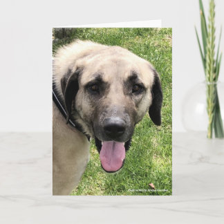 Kangal Dog Grußkarte Karte