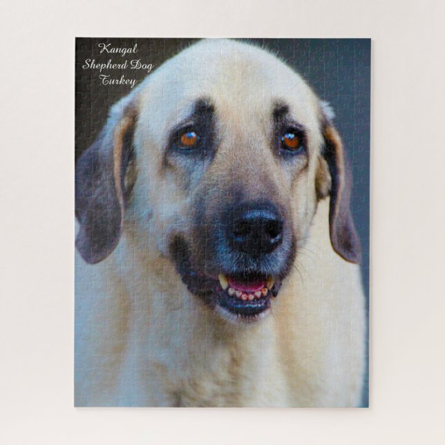 Kangal-Hund. Puzzle (Vertikal)