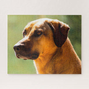 Kangal Hund. Puzzle