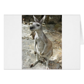 KANGAROO