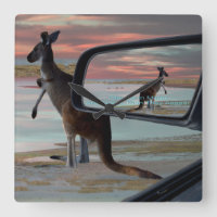 Kangaroo am Strand,