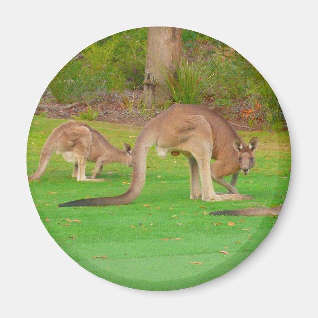 Kangaroo Fam Magnet (Vorne)