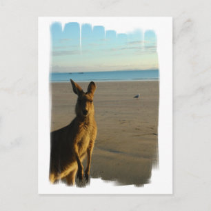 Kangaroo Foto Postkarte