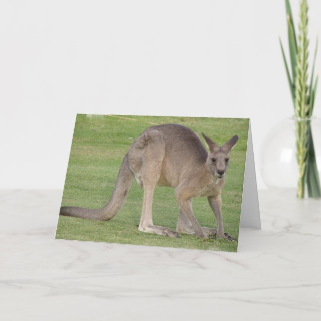 Kangaroo Grußkarte Karte (Vorderseite)