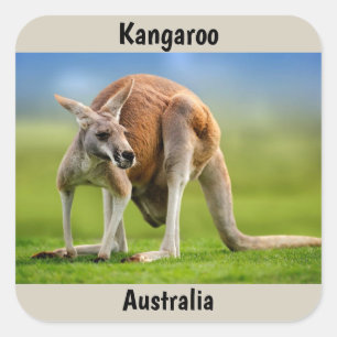 Kangaroo-Hintergrund Quadratischer Aufkleber