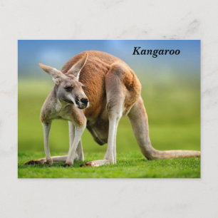 Kangaroo Holiday Postkarte