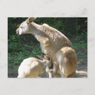 Kangaroo Joey Postcard Postkarte
