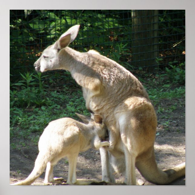 Kangaroo Joey Poster (Vorne)