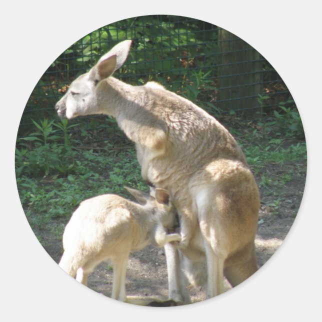 Kangaroo Joey Stickers (Vorderseite)