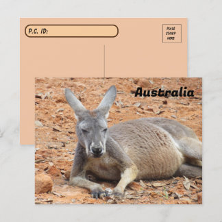 Kangaroo-Konfident Postkarte