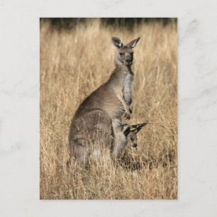 Kangaroo mit Baby Joey in Pouch Postkarte