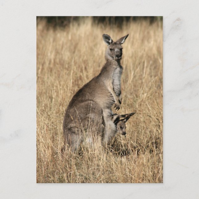 Kangaroo mit Baby Joey in Pouch Postkarte (Vorderseite)