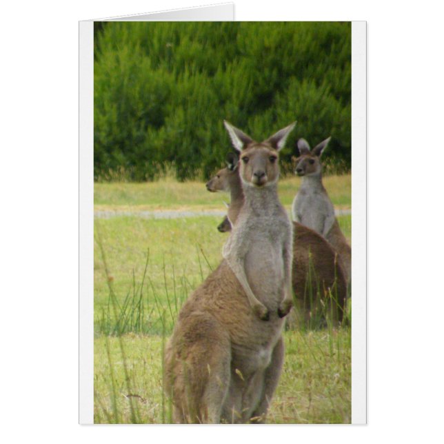 Kangaroo Paddock (Vorne)