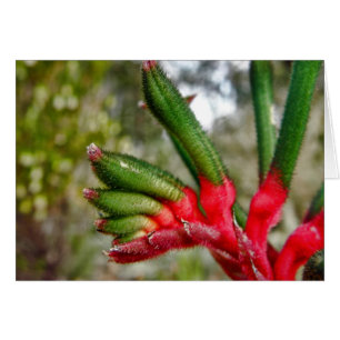 Kangaroo Paw in Perth, Australien