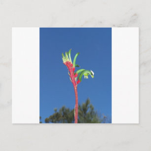 KANGAROO PAW-PFLANZE POSTKARTE