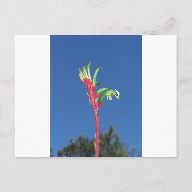 KANGAROO PAW-PFLANZE POSTKARTE (Vorderseite)