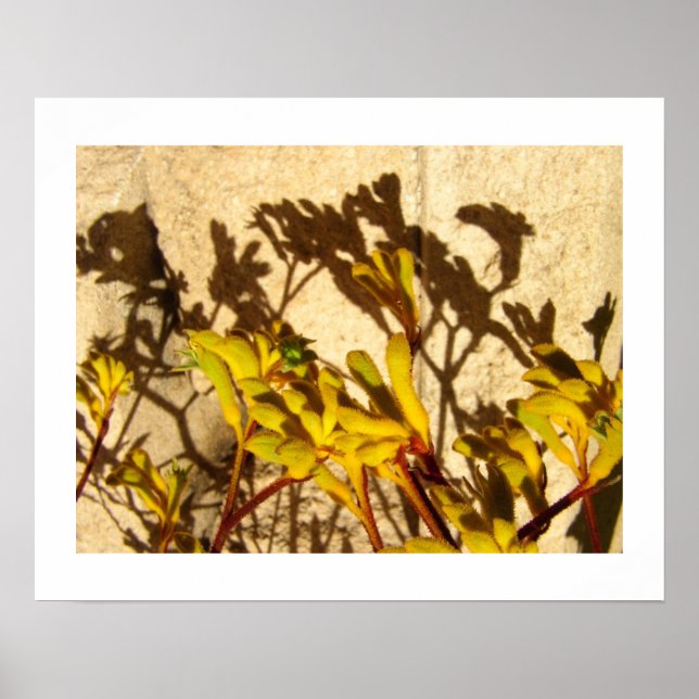 Kangaroo Paw Poster (Vorne)