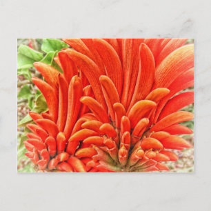 Kangaroo Paw Postkarte
