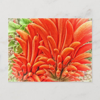 Kangaroo Paw Postkarte