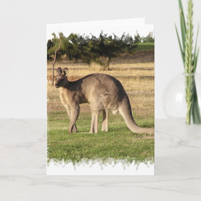 Kangaroo Picture Greeting Card Karte (Vorderseite)
