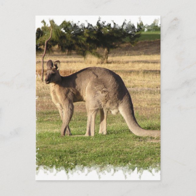 Kangaroo Picture Postcard Postkarte (Vorderseite)