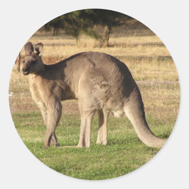 Kangaroo Picture Sticker (Vorderseite)