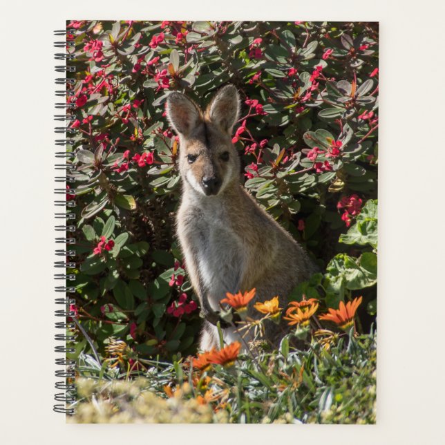 Kangaroo Planer (Vorderseite)