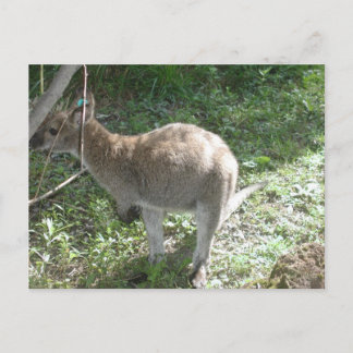 Kangaroo Postcard! Postkarte