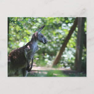 Kangaroo Postcard Postkarte