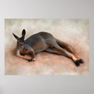 Kangaroo Poster