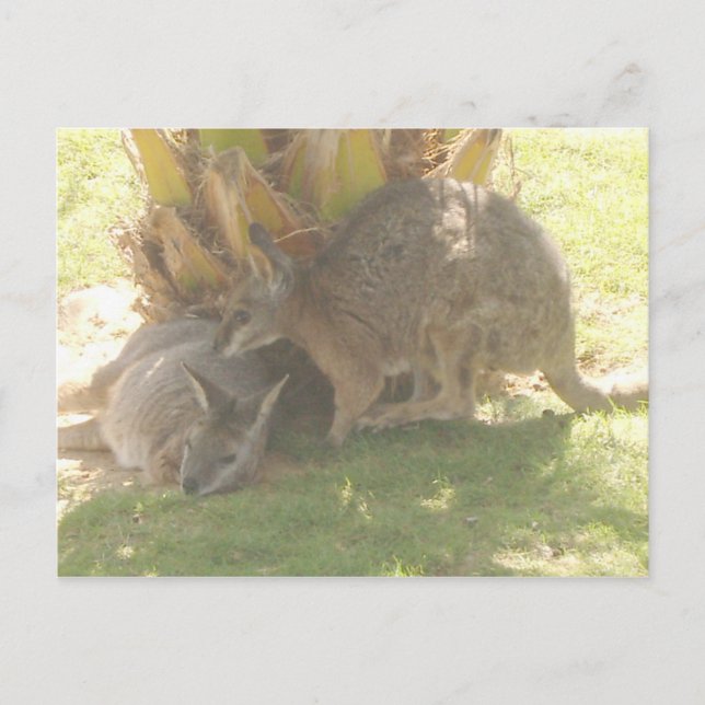 Kangaroo Postkarte (Vorderseite)