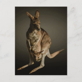 Kangaroo Postkarte