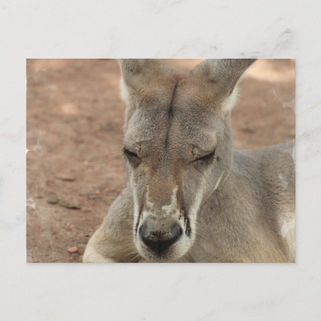 Kangaroo-Postkarten wiederherstellen Postkarte (Vorderseite)