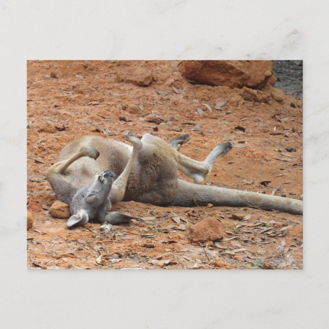 Kangaroo Rolling / Playing in der direkten Postkar Postkarte (Vorderseite)