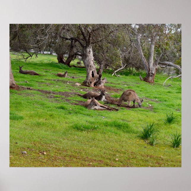 Kangaroo Siesta, Poster (Vorne)
