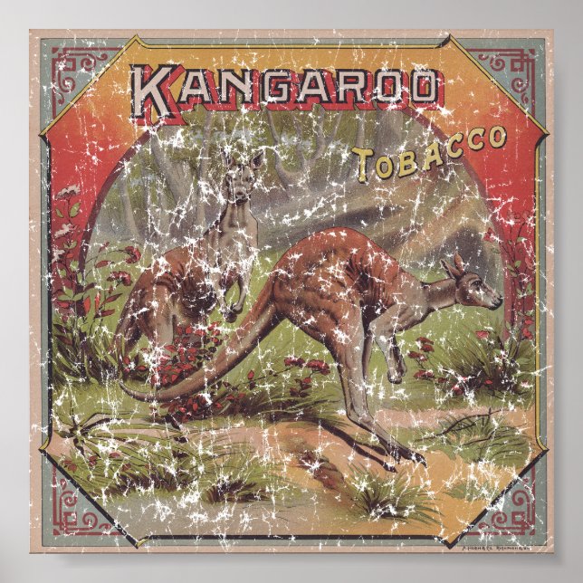 Kangaroo Tobacco 1900 erkrankt Poster (Vorne)